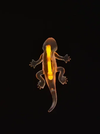 2278G-75 "Светящиеся" в капсулах 75 мм (12 шт./уп.)