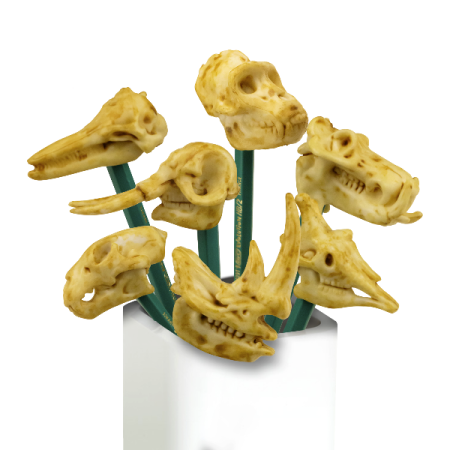 451760G "Скелеты Юрского периода" в капсулах 45 мм (100 шт./уп.)